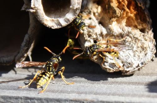 Polistes dominula